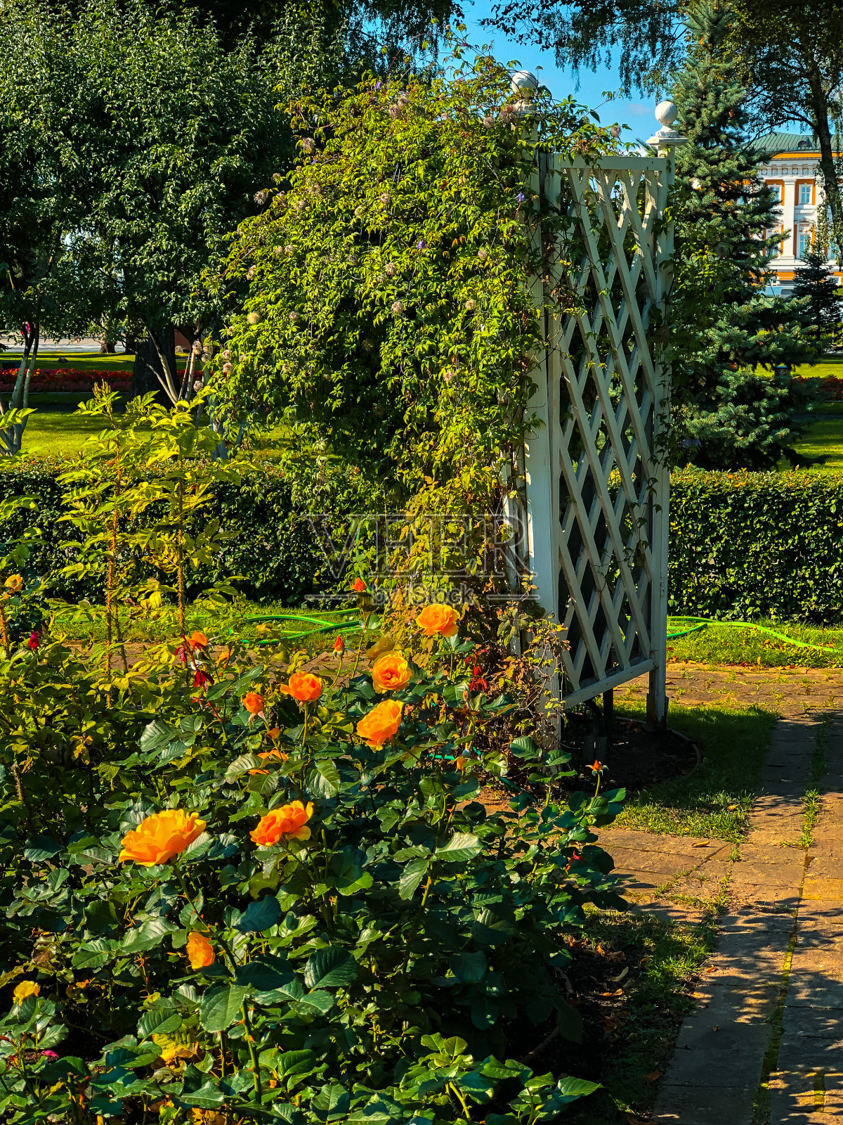 莫斯科克里姆林宫花园里五颜六色的花。莫斯科,俄罗斯。照片摄影图片