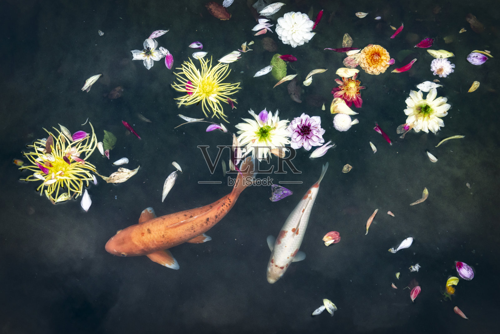 大丽花漂浮在池塘锦鲤鱼照片摄影图片