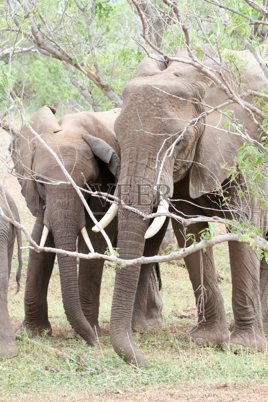 大象生活在博茨瓦纳北部图里地区照片摄影图片