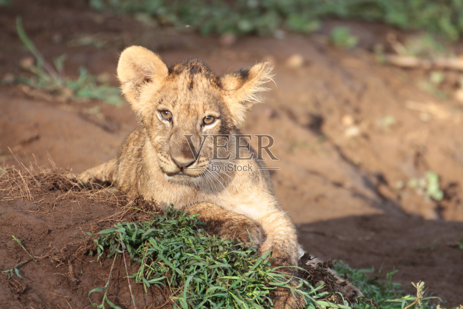 博茨瓦纳的狮子和幼崽照片摄影图片
