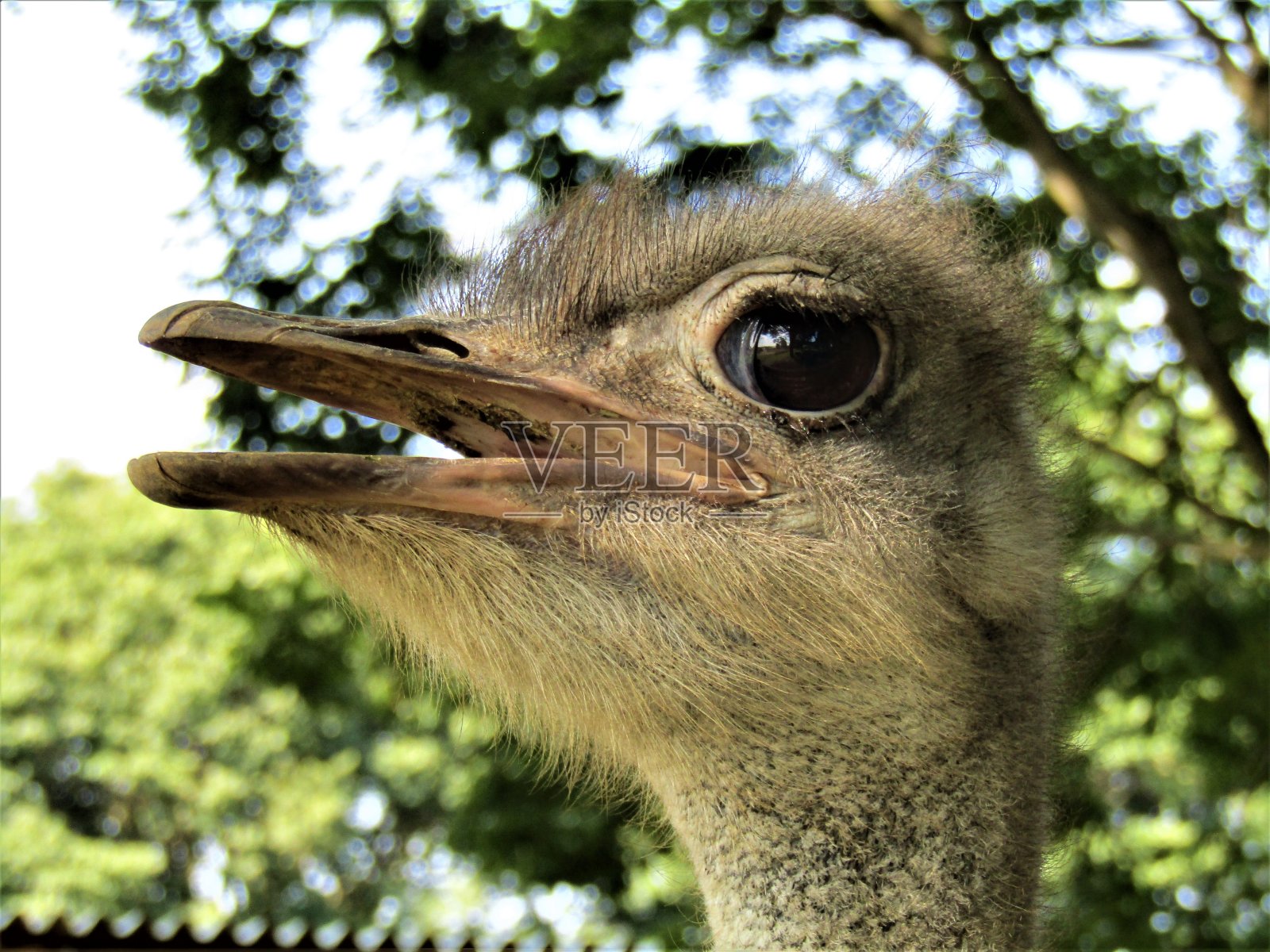 日本。8月。可爱的鸵鸟。肖像。照片摄影图片