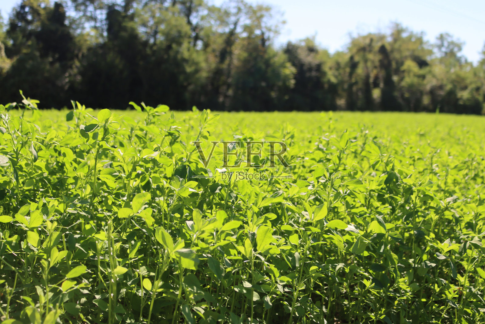 紫花苜蓿绿色植物对抗阳光照片摄影图片