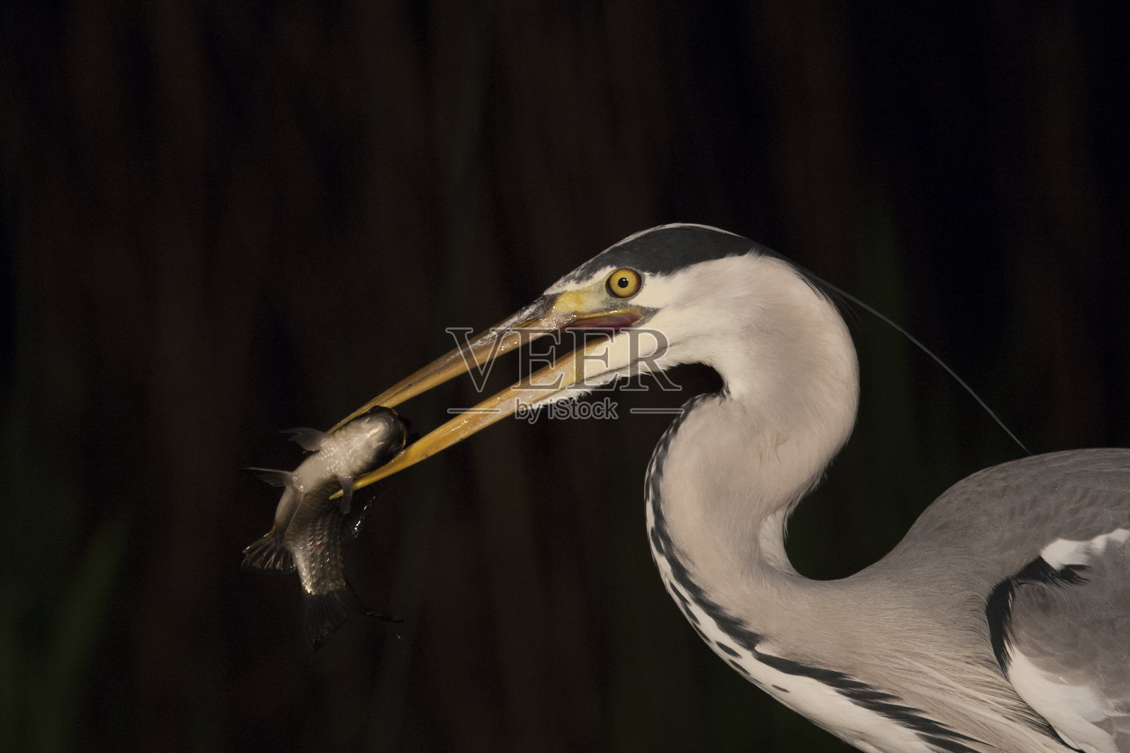 苍鹭，Ardea cinerea照片摄影图片