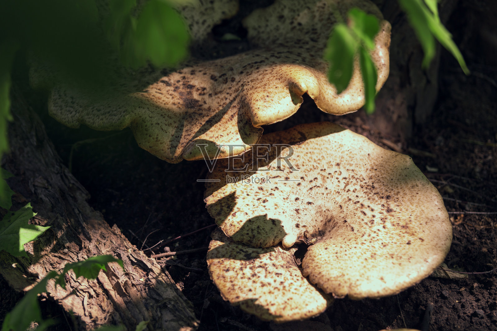 长在树上的大的不能食用的蘑菇照片摄影图片