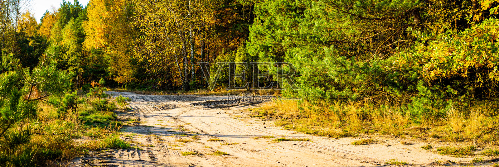 在一个美丽的阳光明媚的日子里，穿过秋天的森林照片摄影图片