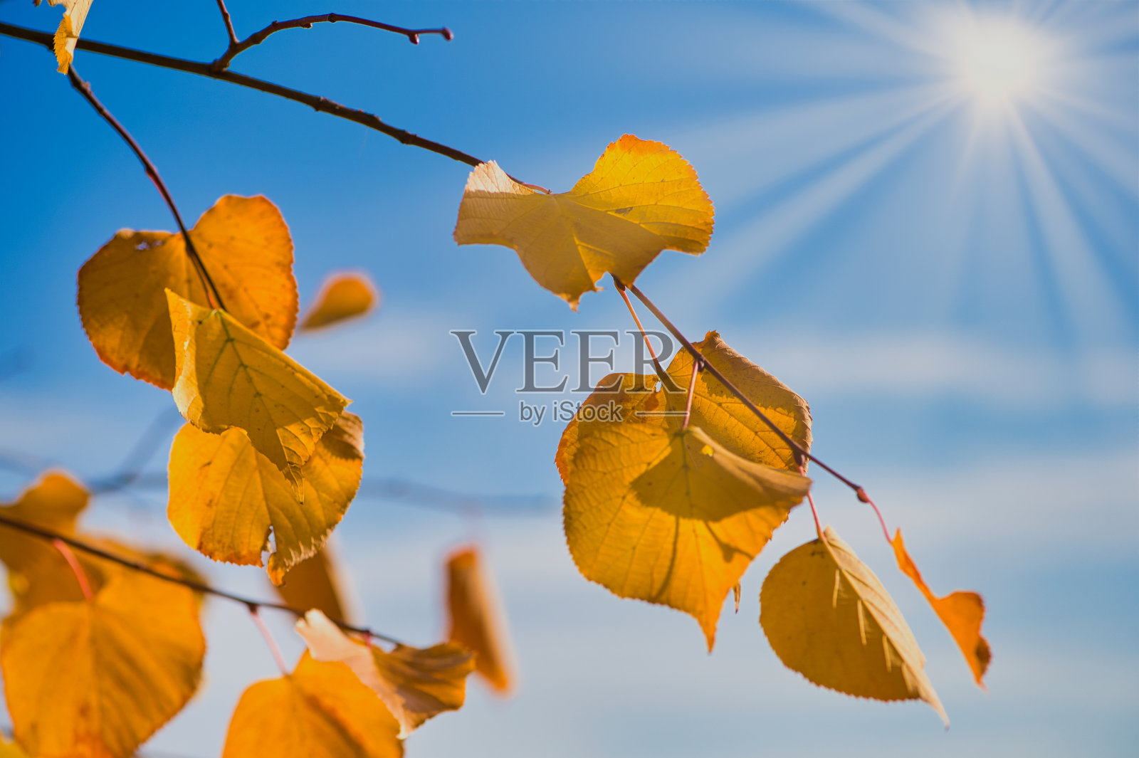 秋天的树叶在一个阳光明媚的日子里，带着阳光照片摄影图片