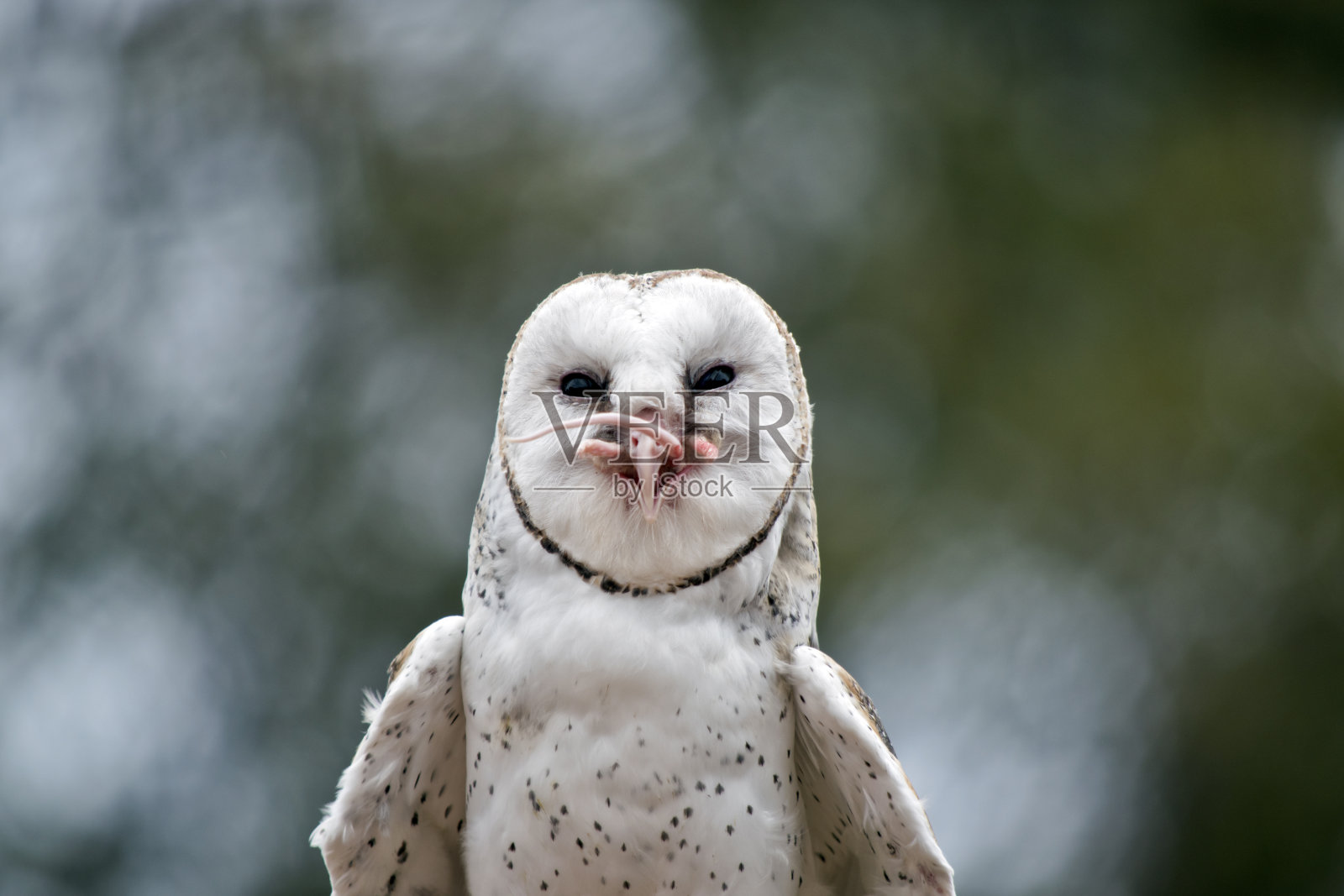 这是仓鸮的特写照片摄影图片