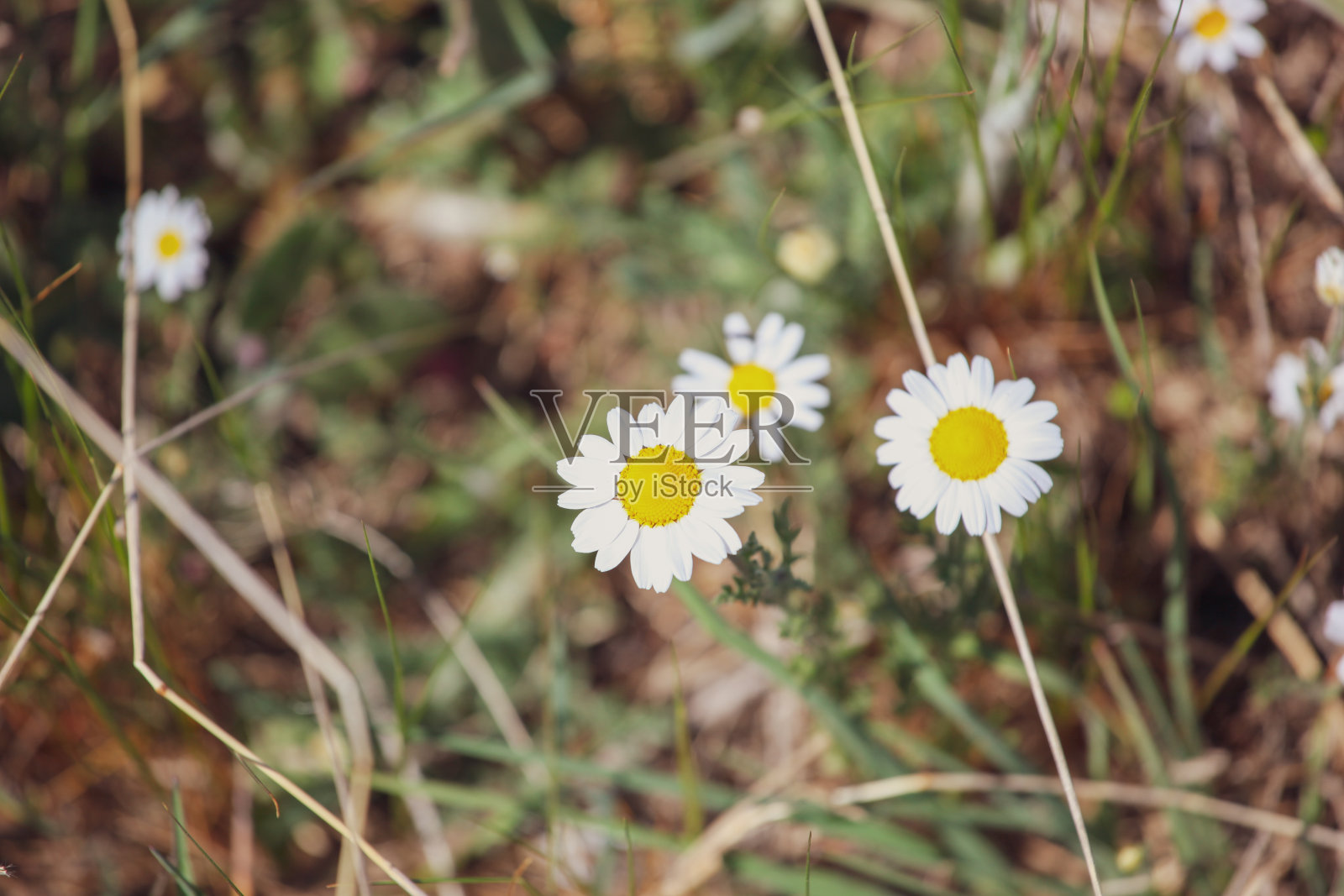 百合是菊科雏菊的一种常见的欧洲种照片摄影图片