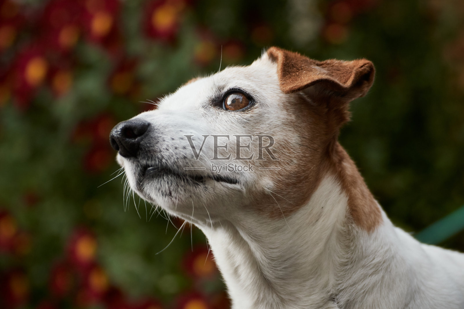 一个白色的杰克罗素梗的特写与棕色的耳朵看左边与红色的花在背景照片摄影图片
