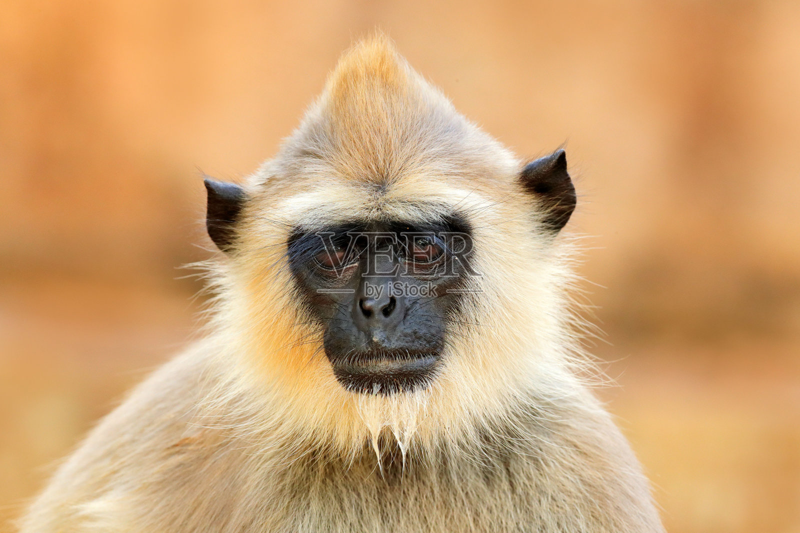 猴子的家庭。妈妈和孩子在墙上奔跑。斯里兰卡的野生动物。常见的叶猴、斑叶猴、橘红色砖楼上的猴子、都市野生动物。自然小镇，斯里兰卡，亚洲照片摄影图片