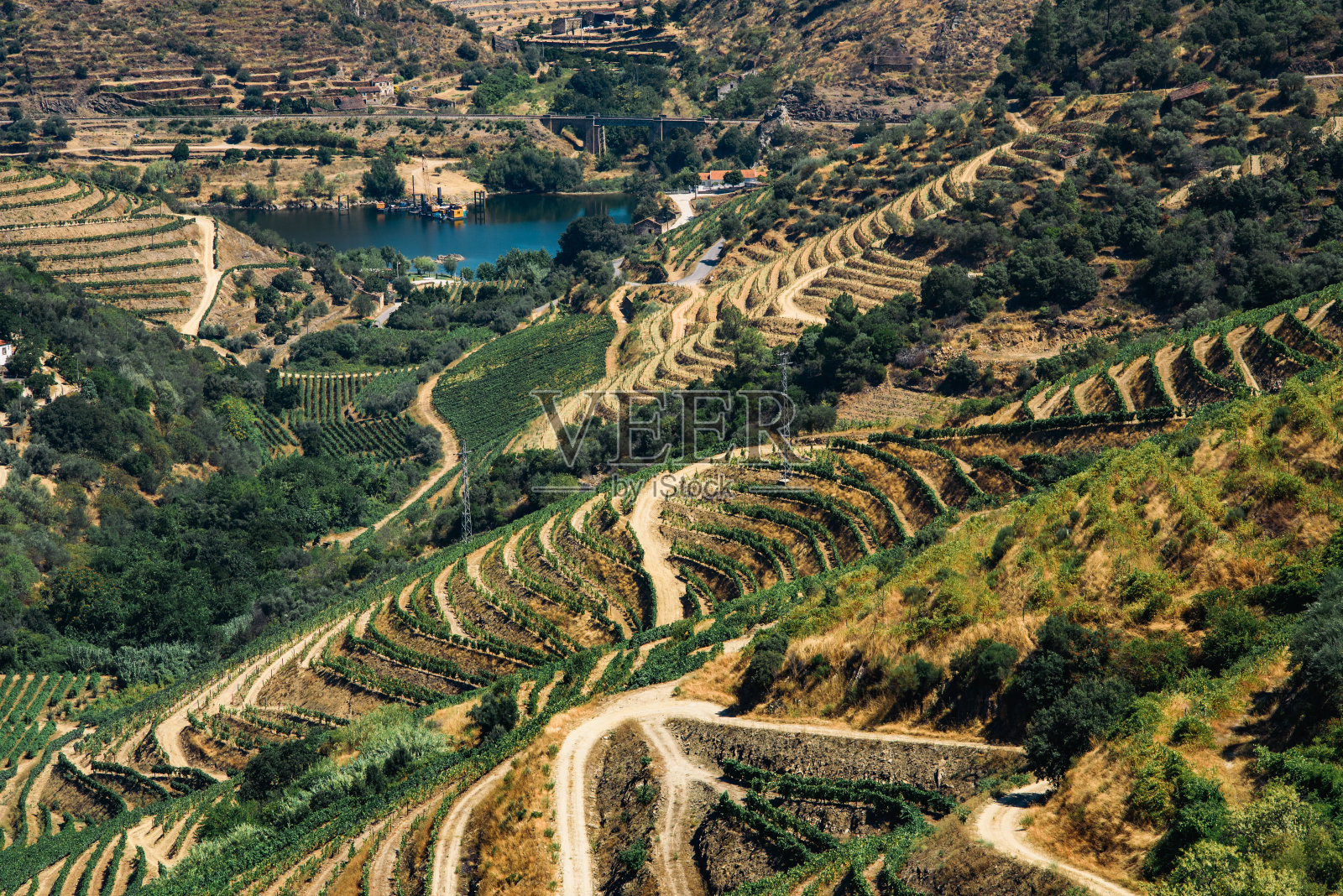山的葡萄园。夏天。阳光明媚的一天。照片摄影图片
