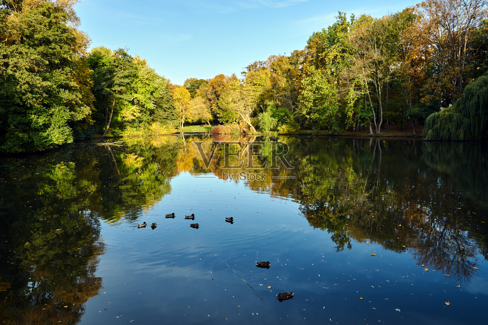 秋天，鸭子在公园的池塘里游泳照片摄影图片