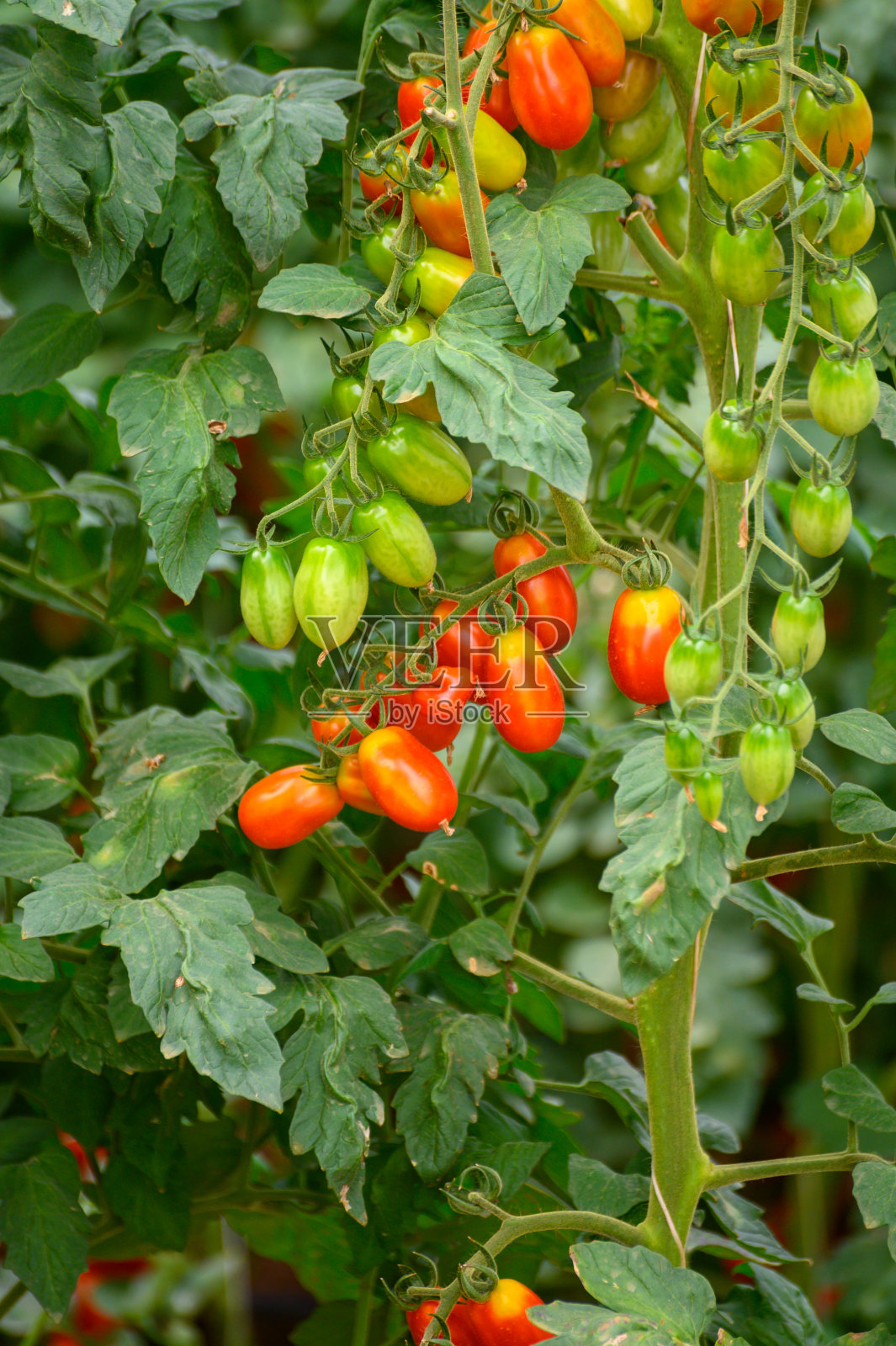 在意大利拉齐奥的塑料温室中种植有机圣女果照片摄影图片