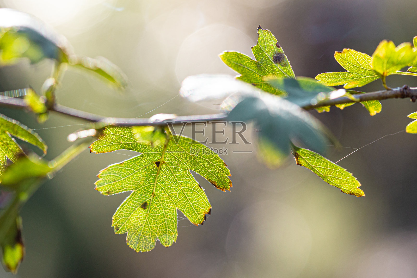 绿色的叶脉近距离仍然是野生森林景观照片摄影图片