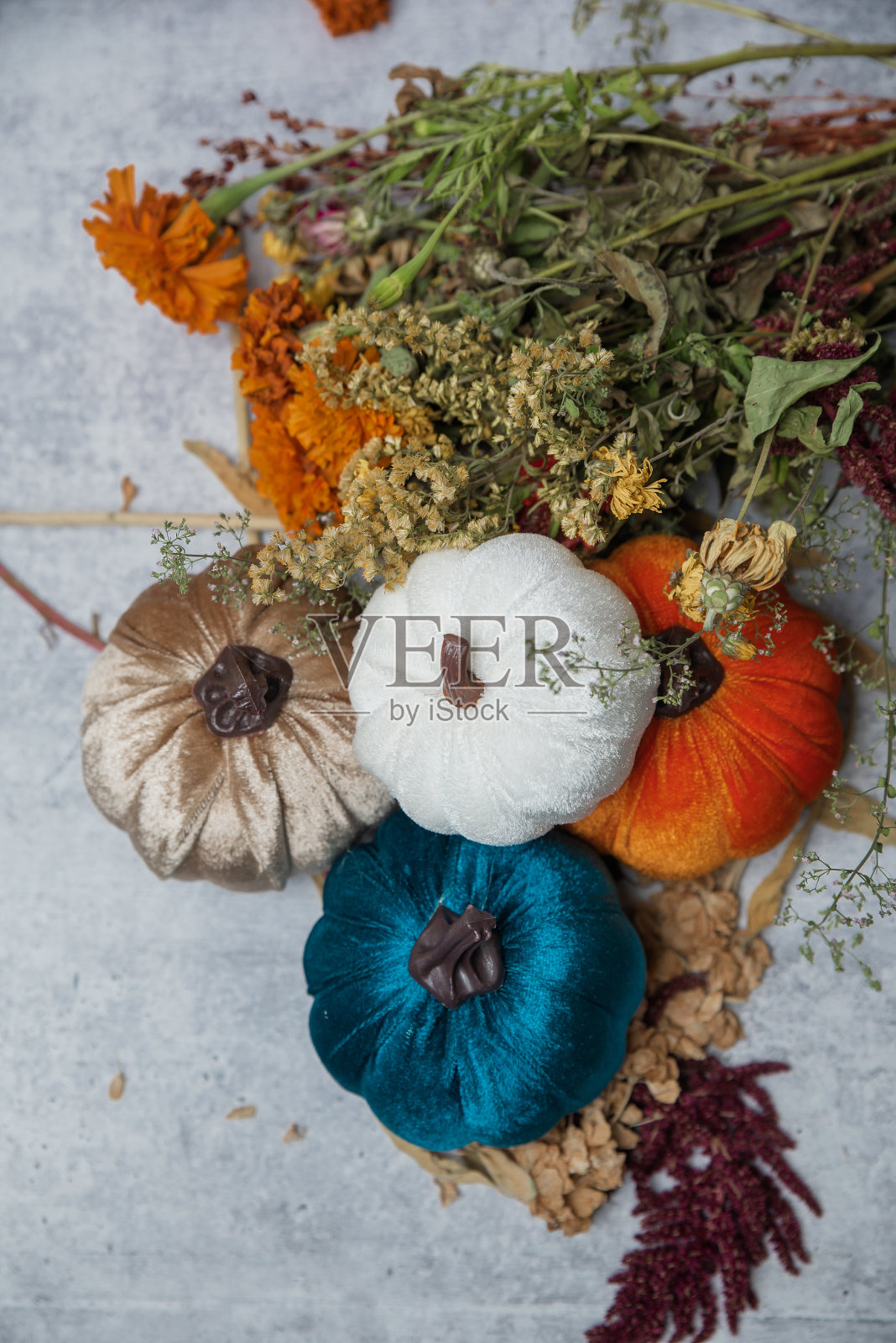 天鹅绒南瓜照片摄影图片