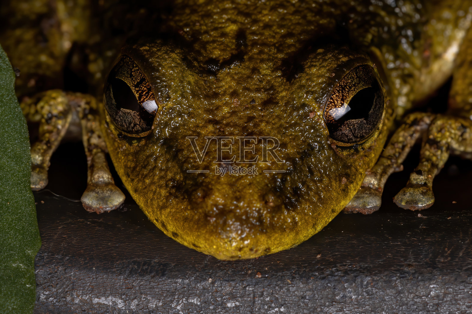 褐斑尖吻树蛙照片摄影图片