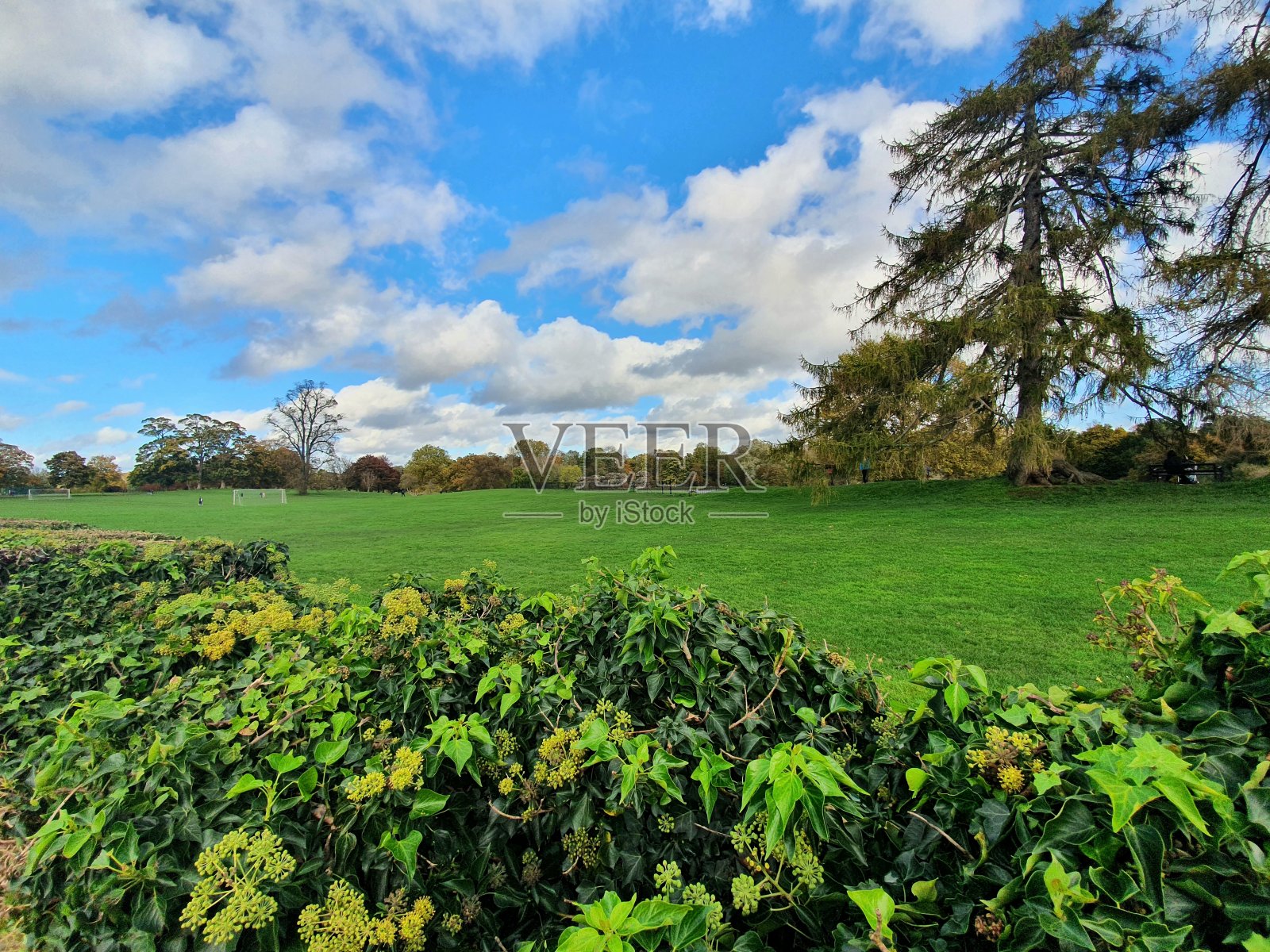 望过树篱照片摄影图片