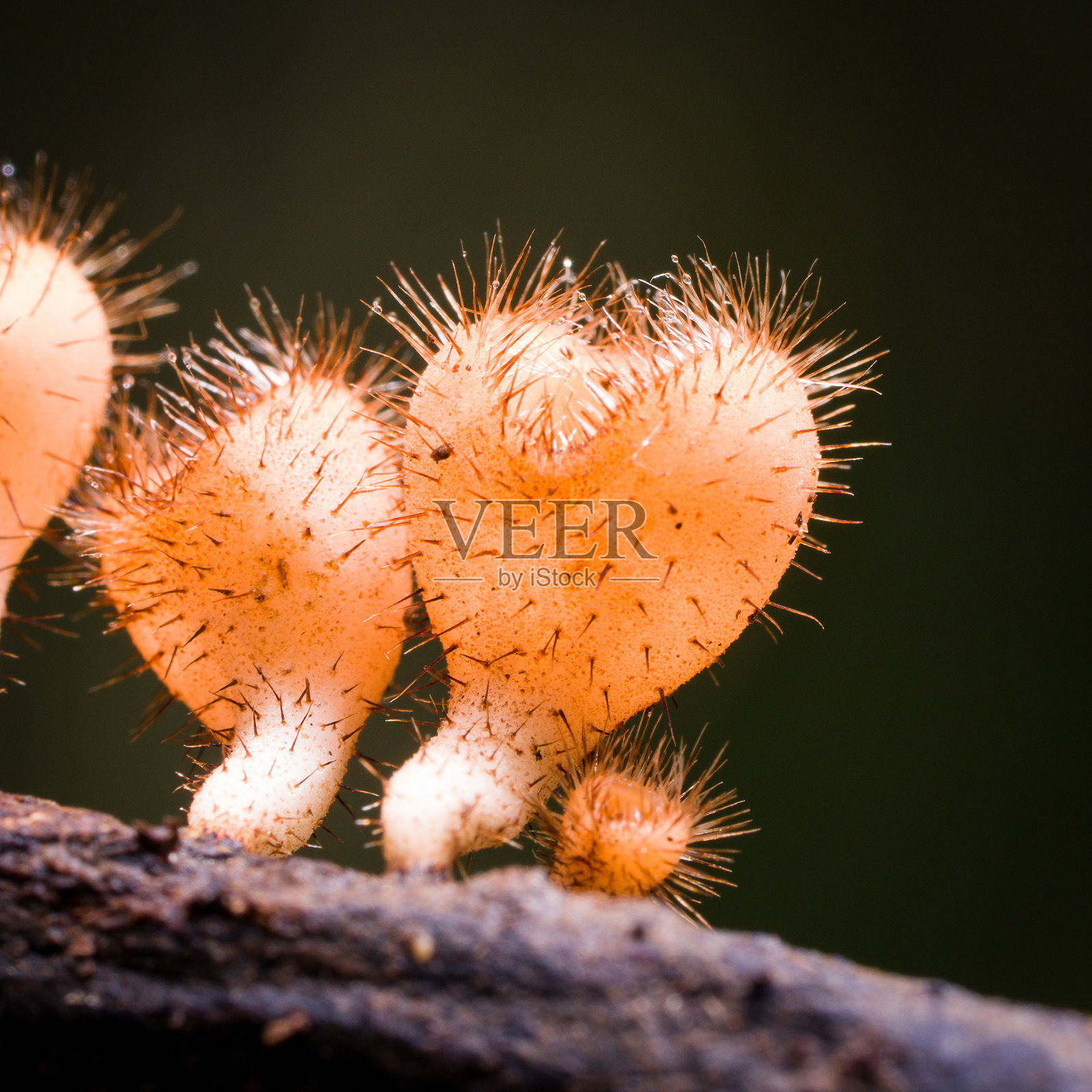 微距摄影——口蘑属，一种杯状真菌，可在热带和亚热带地区发现。近距离观察木材上的毛蘑菇照片摄影图片