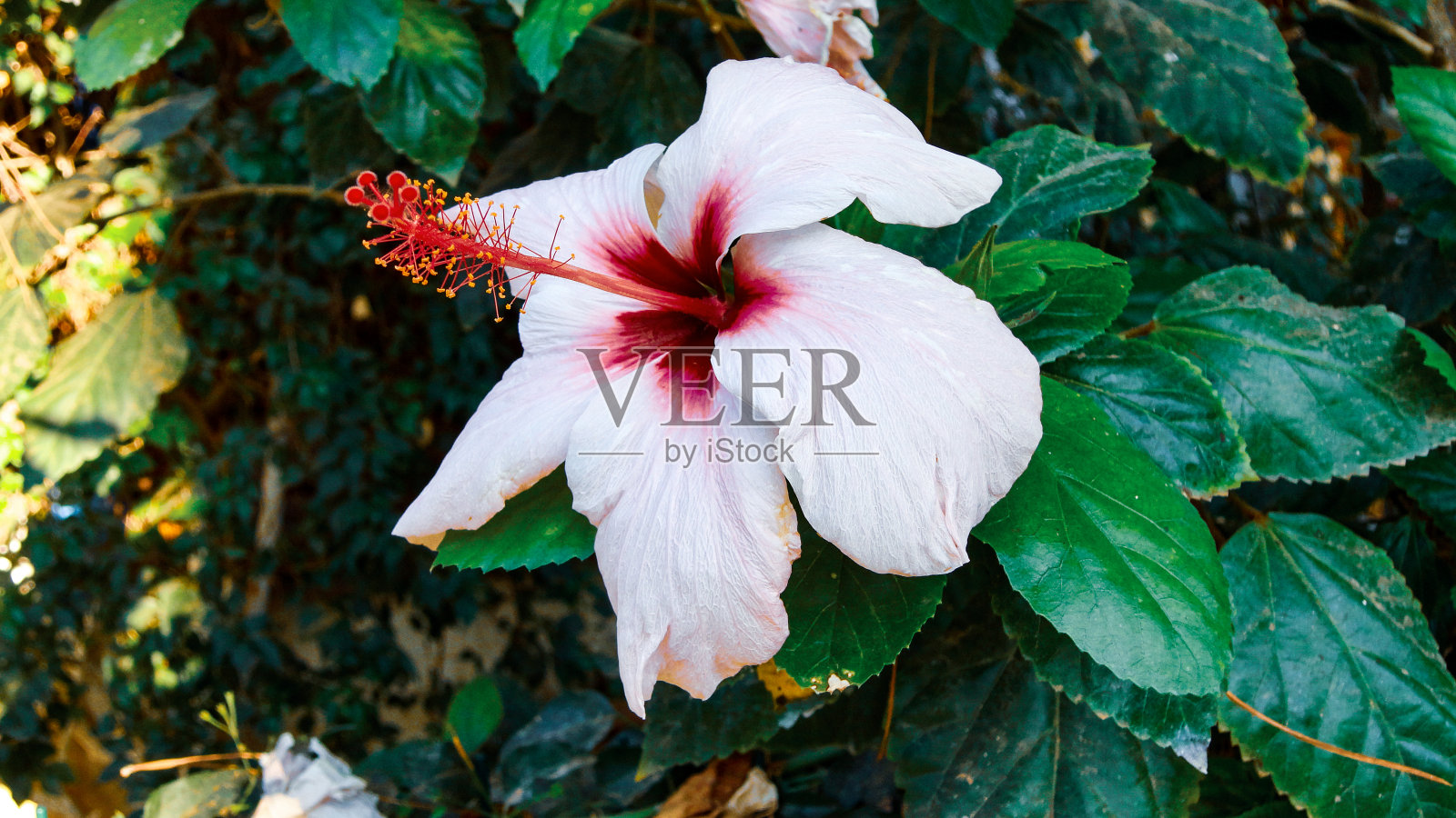 绿色背景的植物园里的白色九重葛照片摄影图片