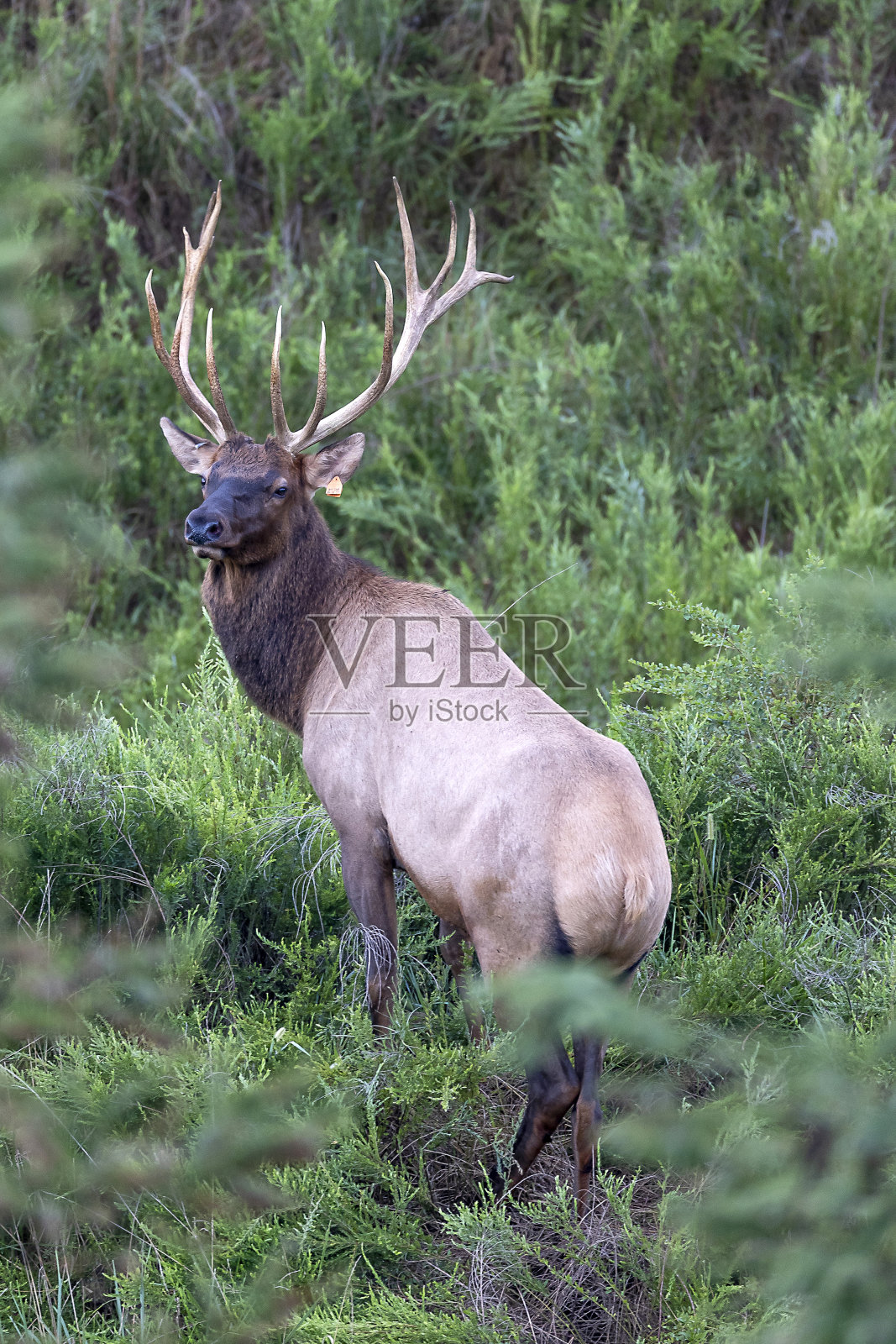 公牛每个照片摄影图片