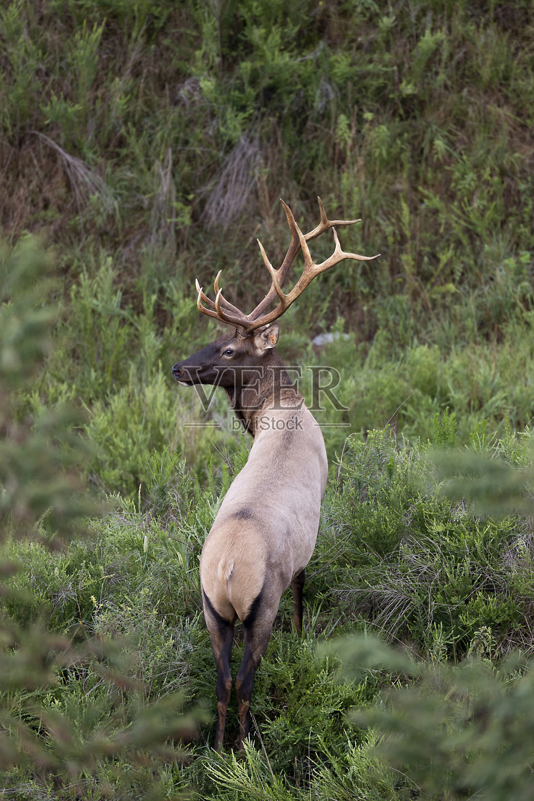 公牛每个照片摄影图片