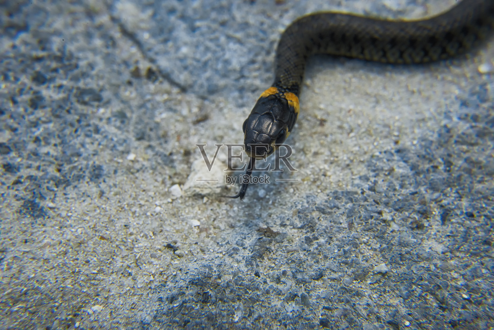 小蛇的微距摄影。照片摄影图片