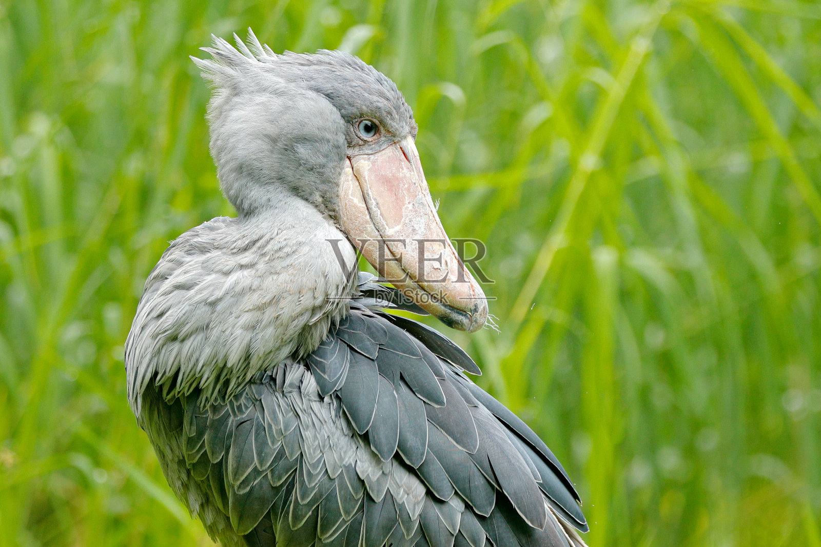 Shoebill, Balaeniceps rex，隐藏在绿色植被中。乌干达大喙鸟的肖像。观鸟在非洲。照片摄影图片