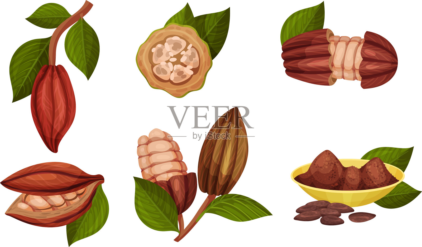 豆荚里的可可豆挂在树枝上插画图片素材