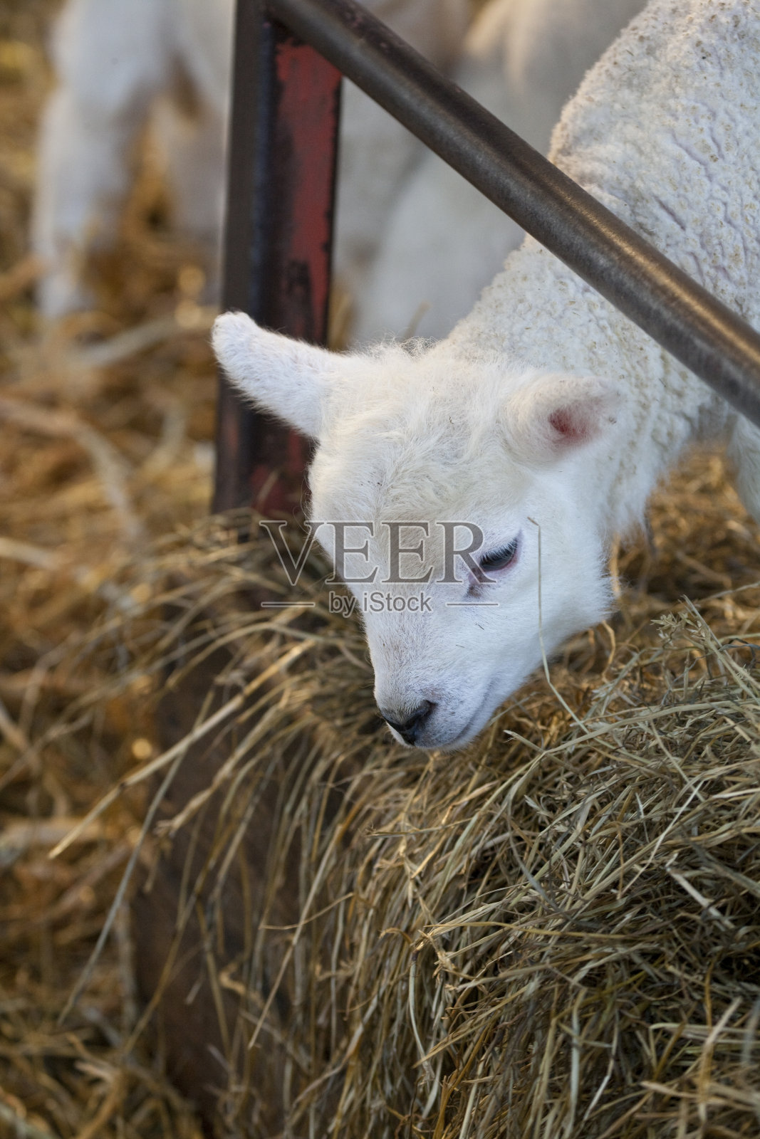 农场里白脸新生的莱恩小羊照片摄影图片