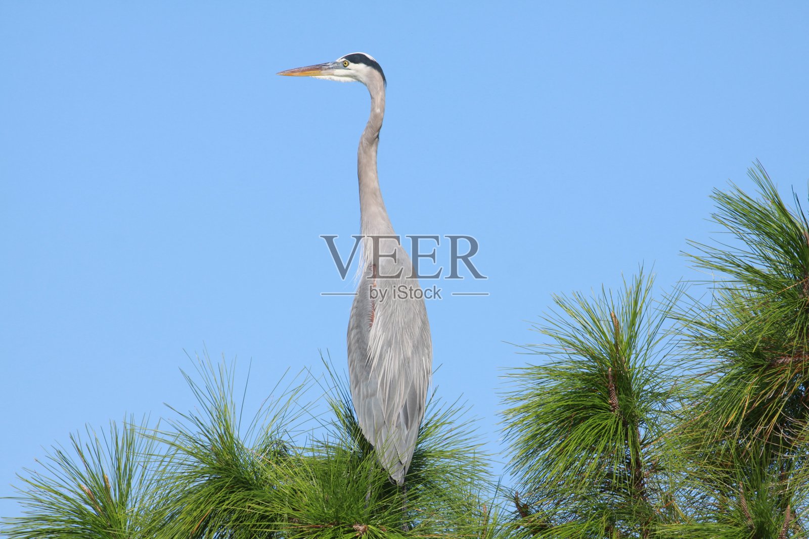 2020年10月25日，大蓝鹭在佛罗里达州布里瓦德县的维埃拉湿地照片摄影图片