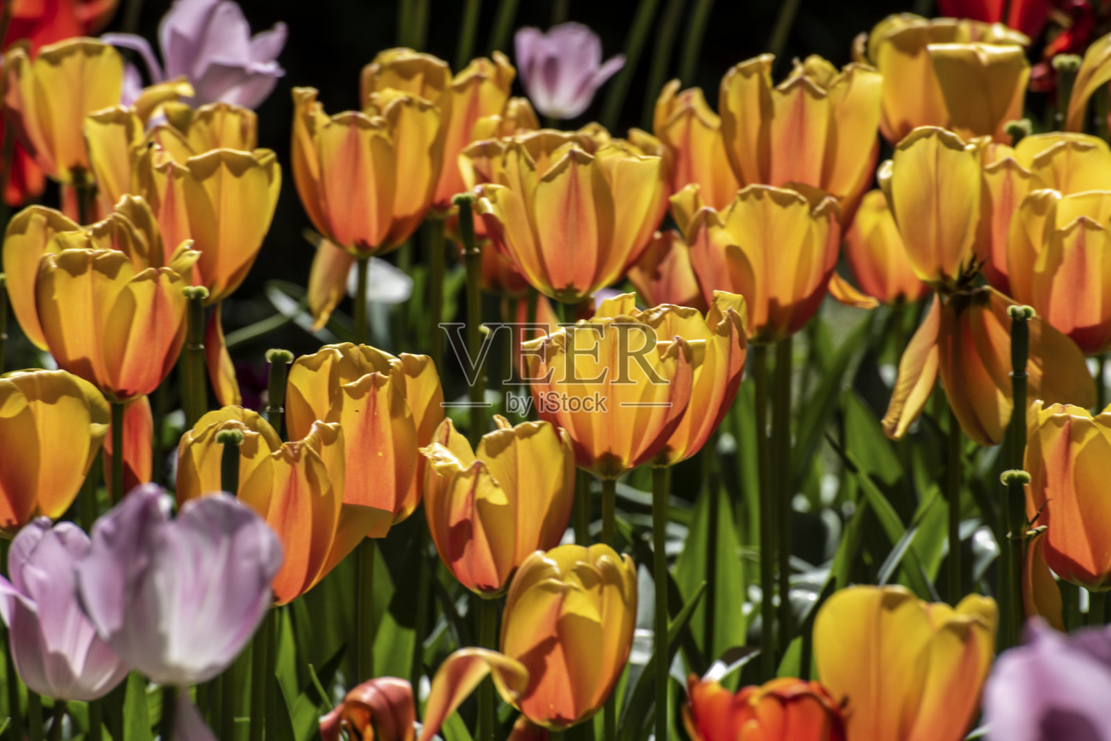 一片春天的黄色郁金香。照片摄影图片