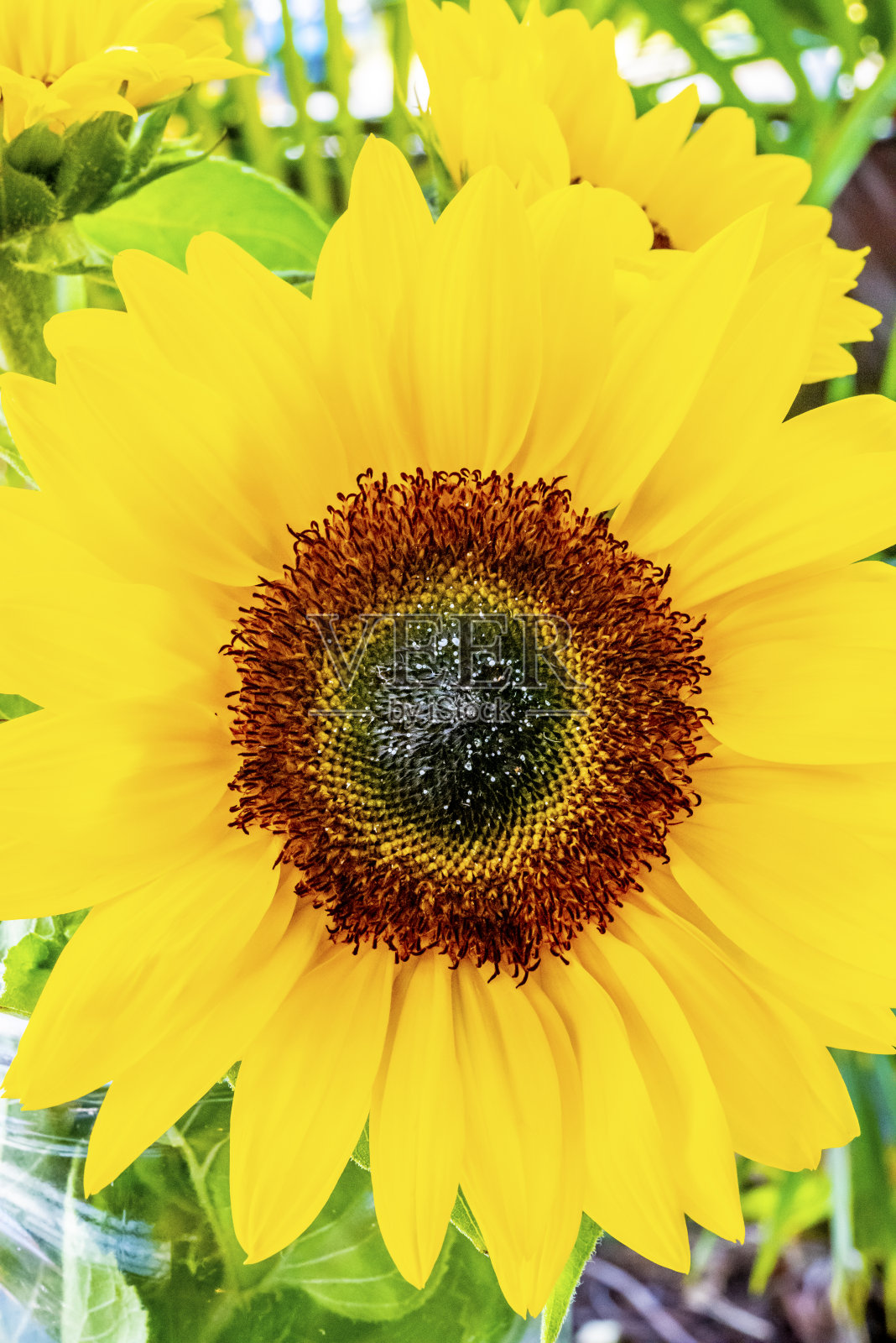 春季向日葵的特写。照片摄影图片