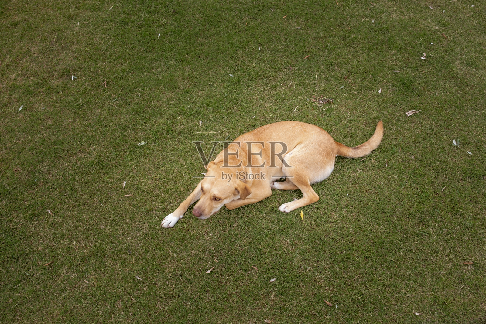 狗躺在花园里的草地上照片摄影图片