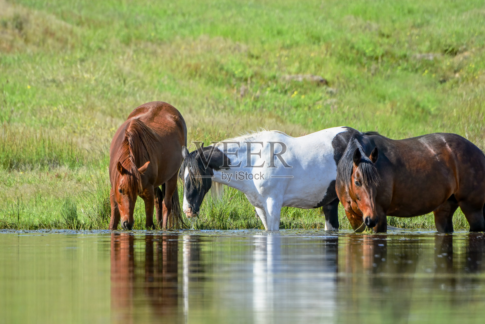 马在池塘边饮水照片摄影图片