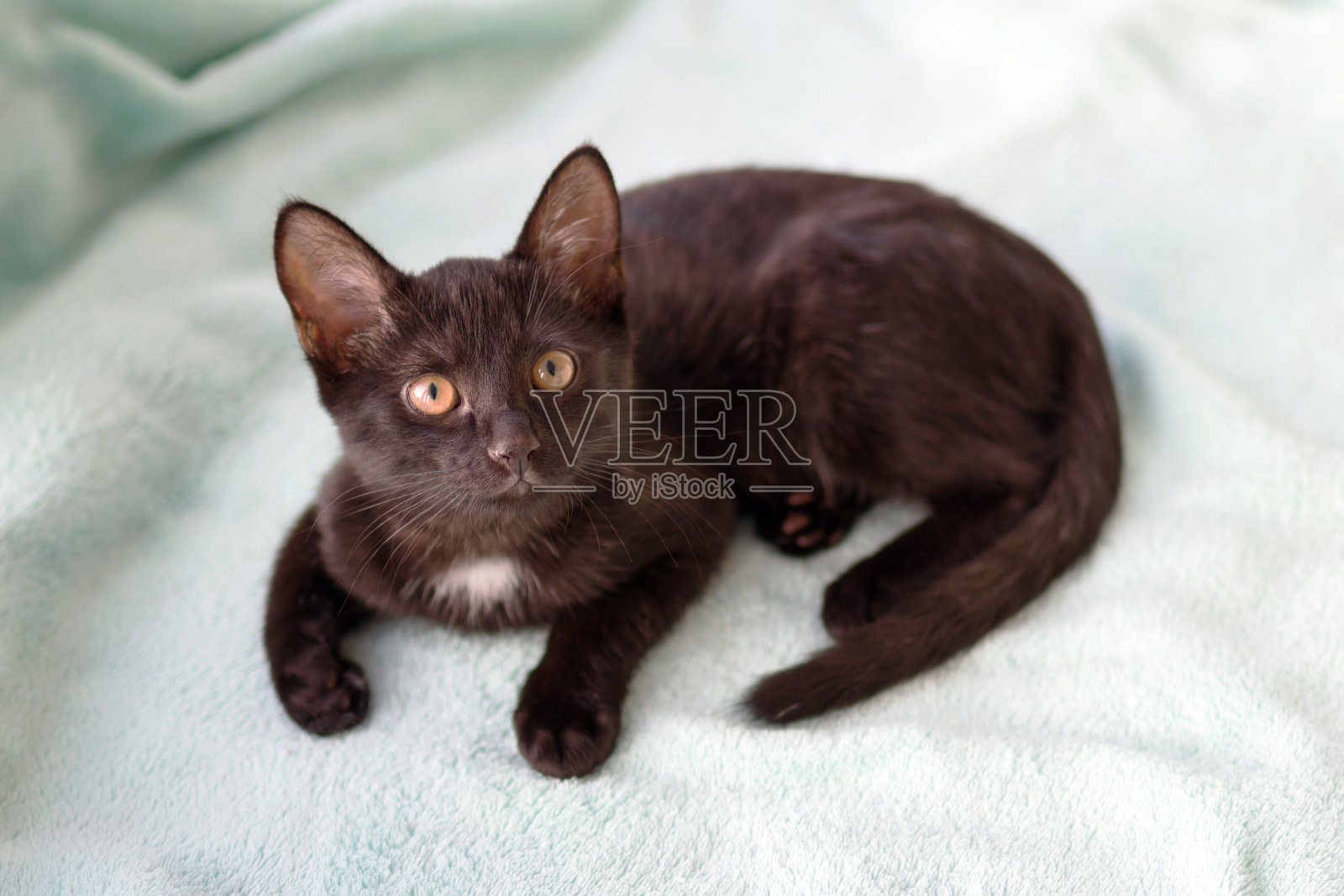 小黑白色、绿眼睛的小猫正躺在蓝色的毯子上，俯视图。照片摄影图片