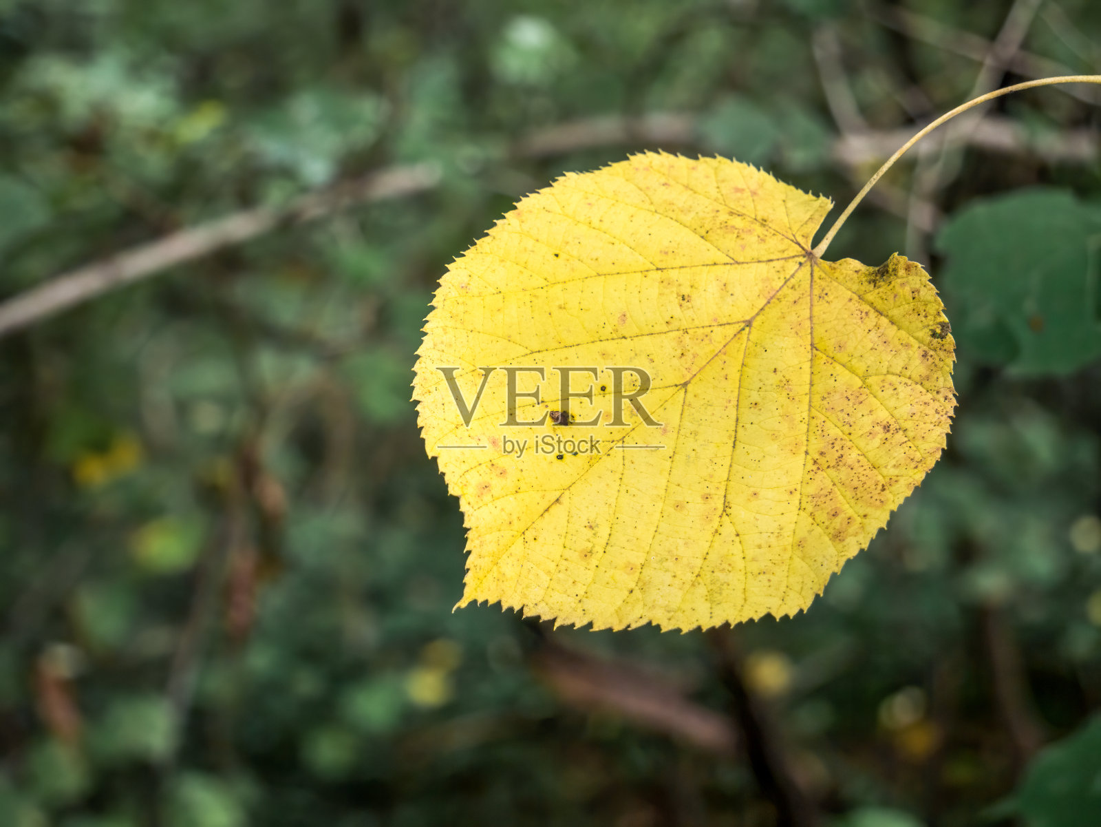 单一孤立的黄叶在绿色模糊的背景上。秋天的第一个迹象。照片摄影图片