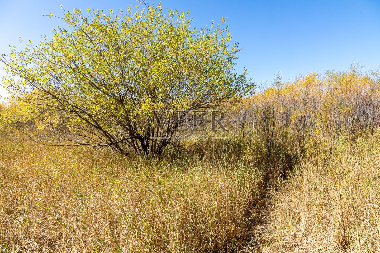 中西部徒步穿越高草照片摄影图片