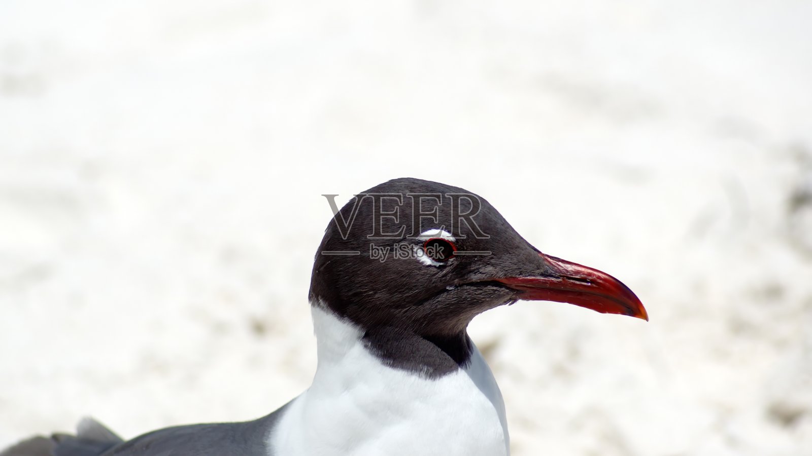 笑鸥照片摄影图片