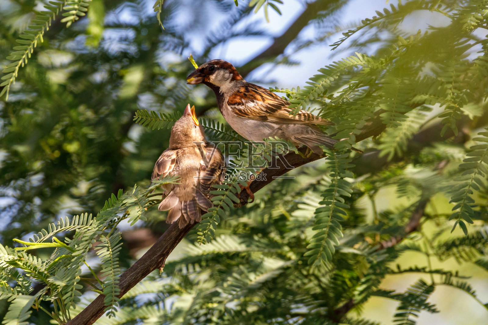 麻雀亲鸟嘴里叼着种子喂雏鸟照片摄影图片