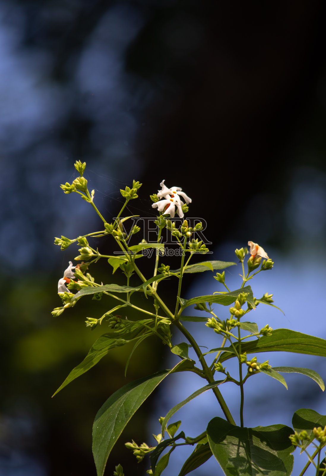 夜花茉莉或Parijat花与选择焦点，也被称为秀利花或亨格拉布巴，完美的壁纸照片摄影图片