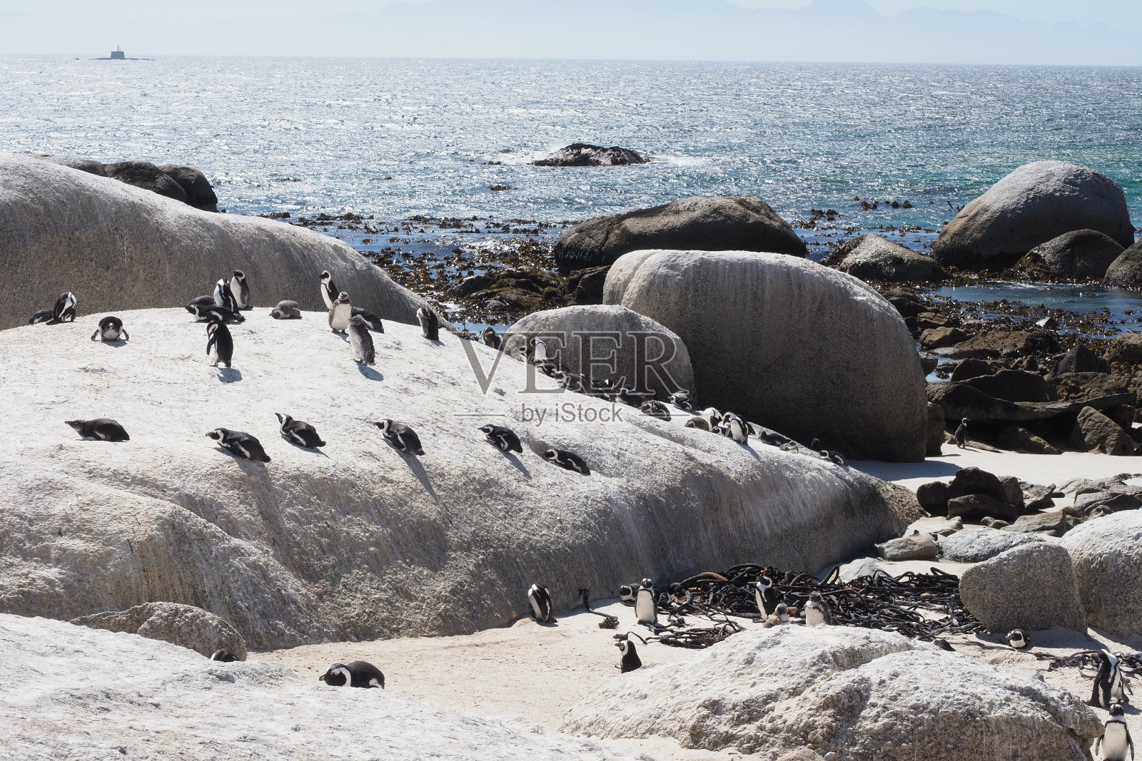 南非巨石滩企鹅照片摄影图片