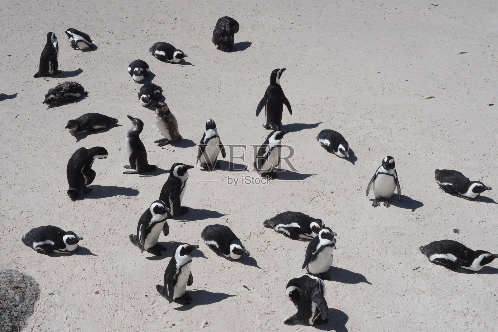 南非巨石滩企鹅照片摄影图片