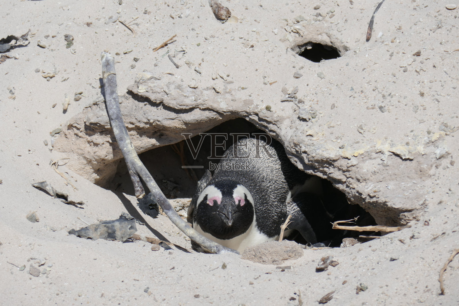 南非巨石滩企鹅照片摄影图片