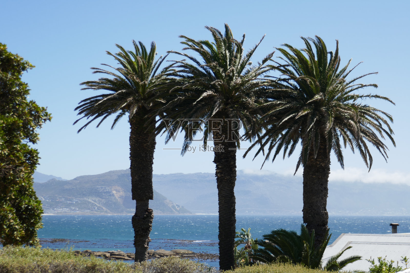 南非巨石滩企鹅照片摄影图片