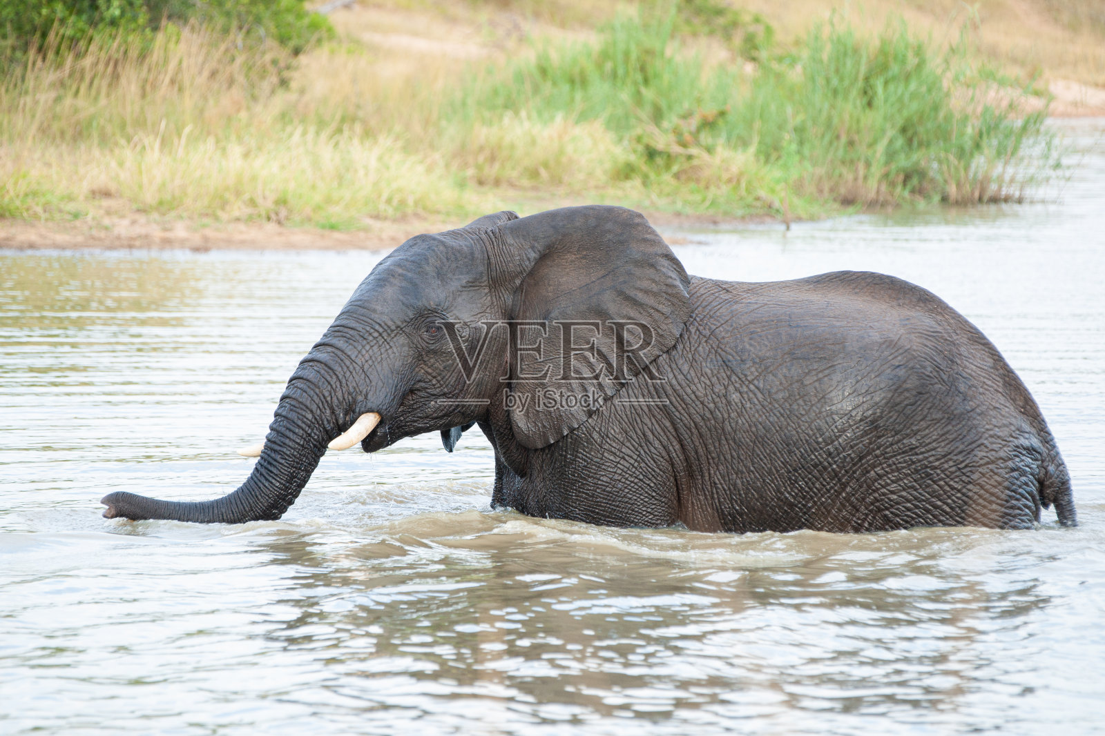 非洲象群游泳照片摄影图片