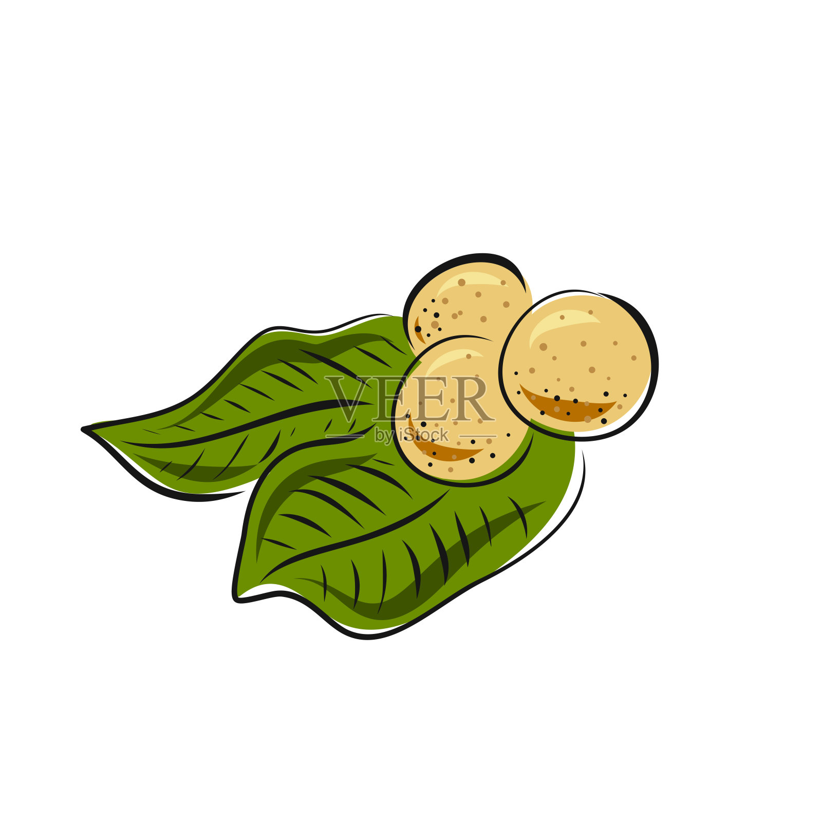 载体龙眼果实分离于白色背景上。植物插图手绘风格的菜单，市场，标签，果汁包装设计插画图片素材