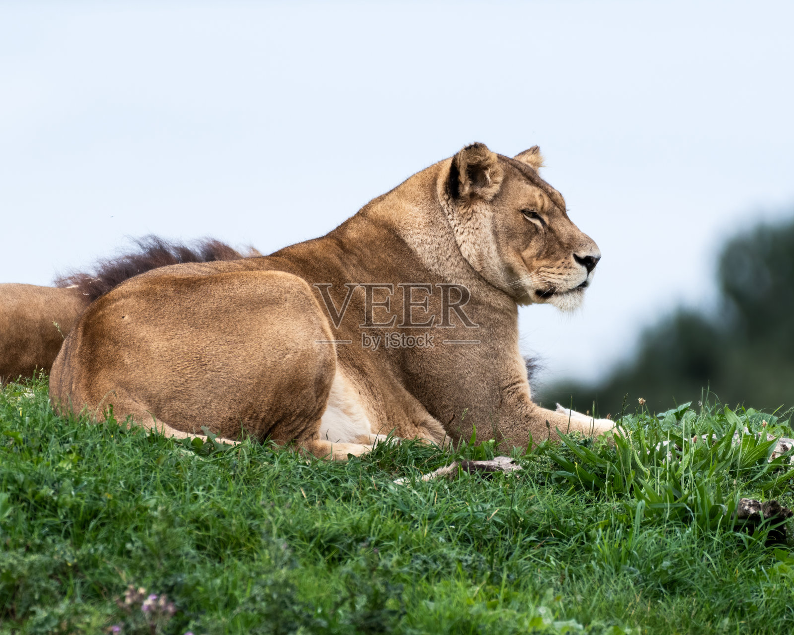 夏日的阳光下，威严的雌狮子在草地上休息照片摄影图片