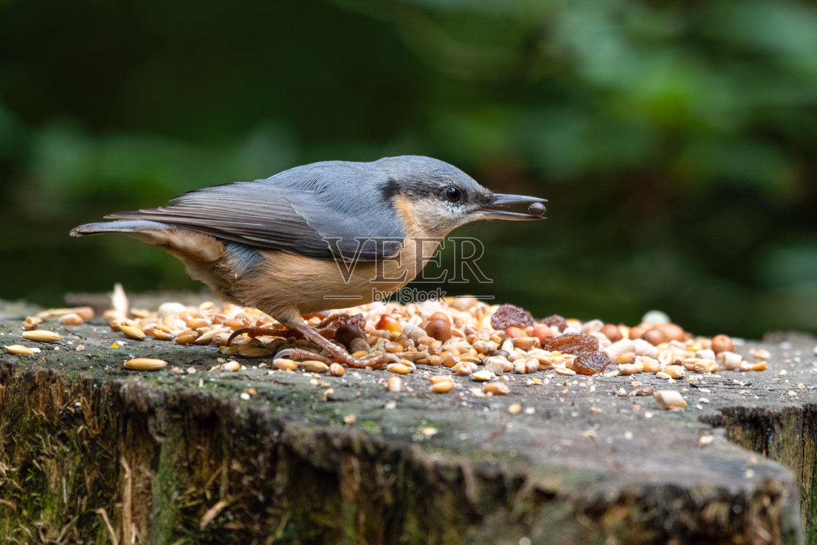 忙碌的胡桃挑选过冬的食物照片摄影图片