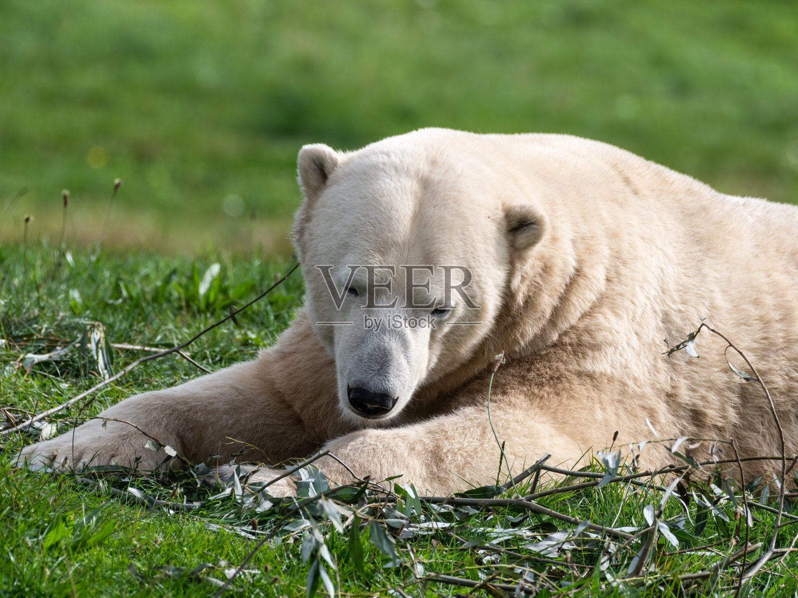 北极熊躺在草地上啃树枝照片摄影图片