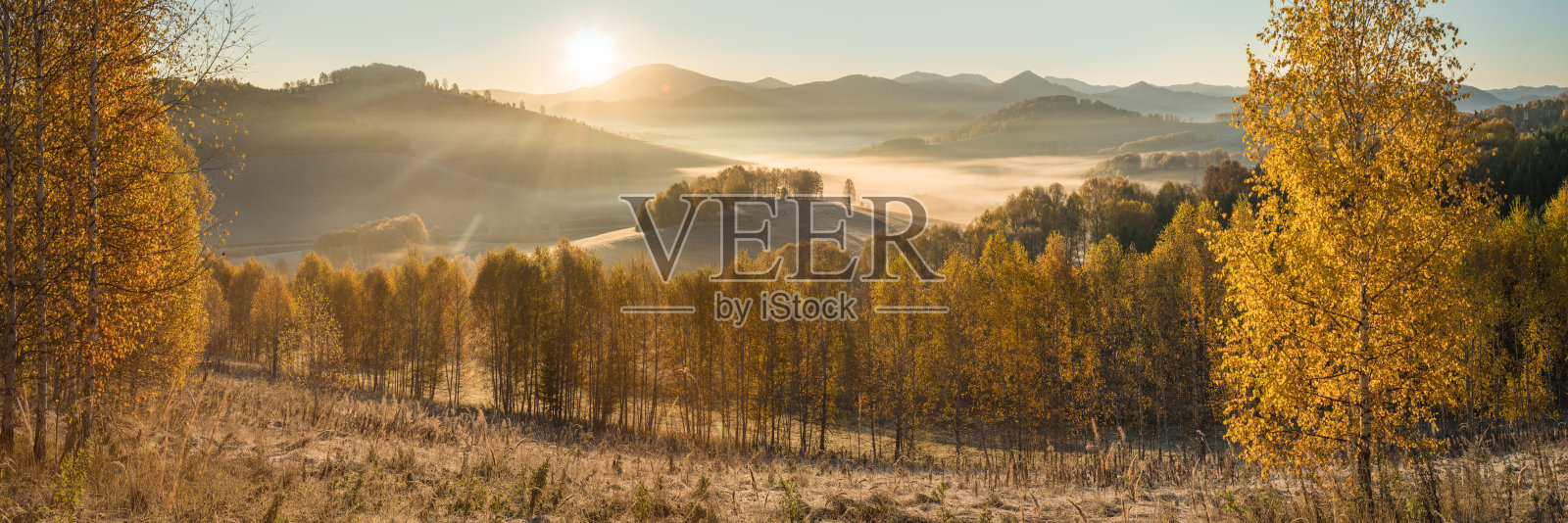 秋色如画，日出如梭。晨雾笼罩山谷，金秋。全景。照片摄影图片